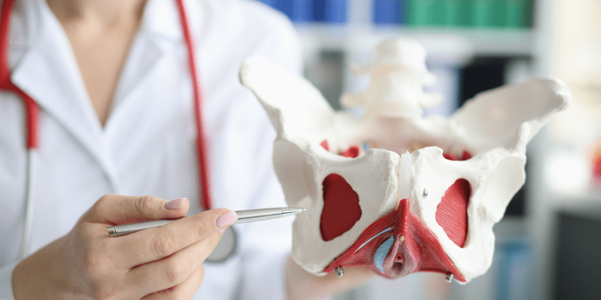 Pelvic model with doctor pointing